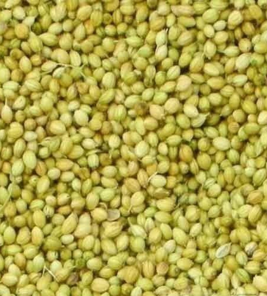 Sabut Dhaniya Organic Whole Coriander Seeds Gm