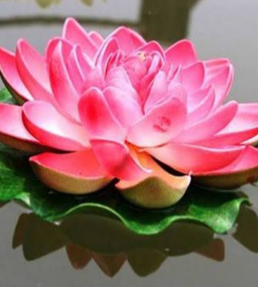 Floating lotus лилейник