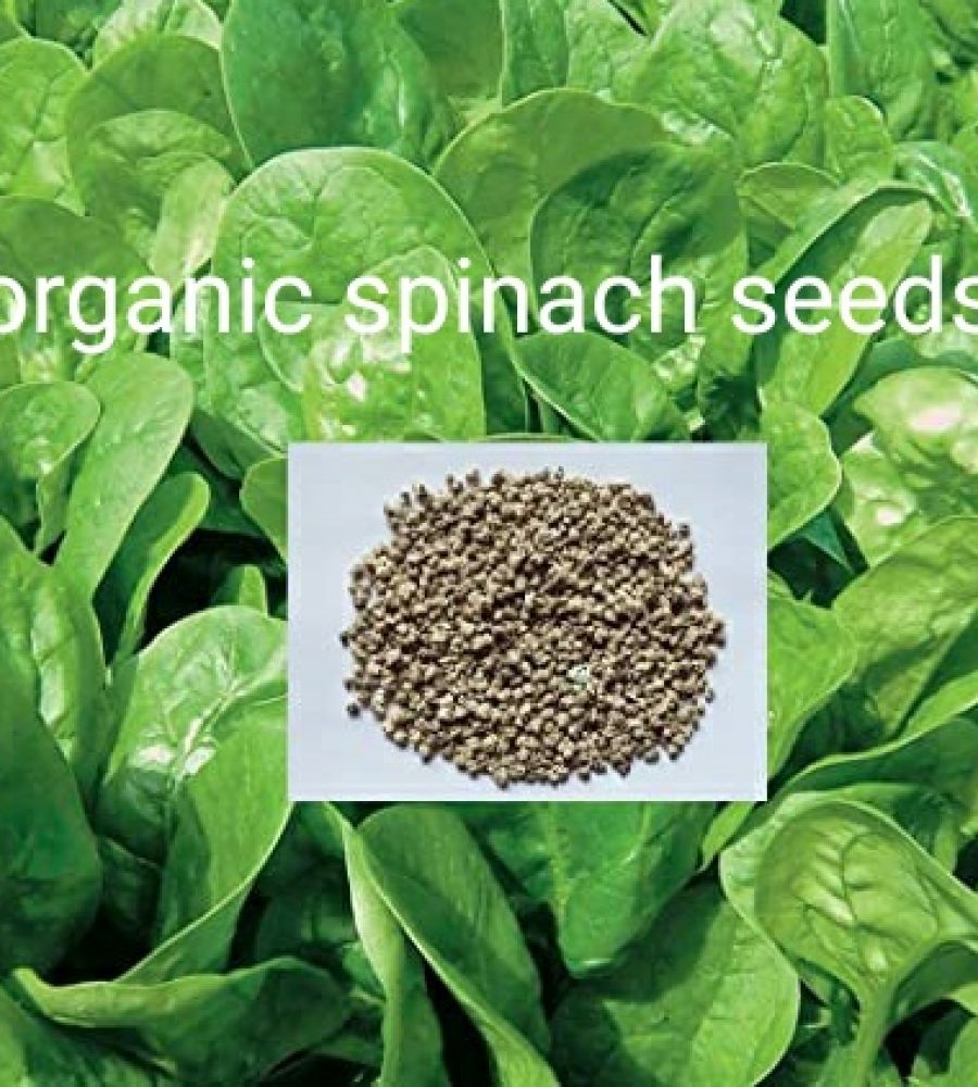 Organic spinach seeds for farming palak seeds 50gm