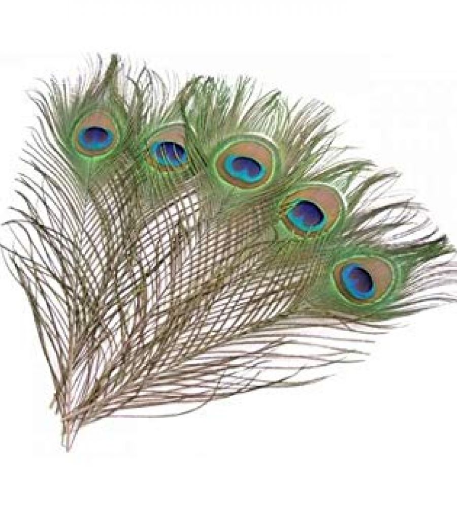 morpankh natural peacock feather set of 5